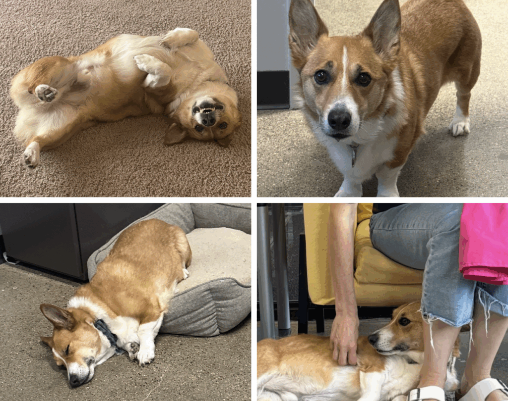 Clinin Dog